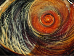 Turbo sarmaticus - Turbinidae