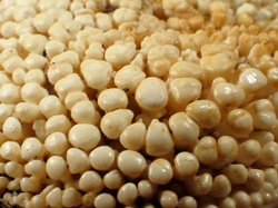 Turbo sarmaticus - Turbinidae