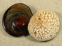 Turbo sarmaticus - Turbinidae