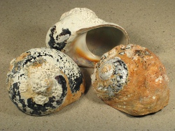 Turbo sarmaticus - Turbinidae