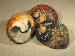 Turbo sarmaticus - Turbinidae