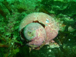 Turbo sarmaticus - Turbinidae