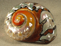 Turbo sarmaticus - Turbinidae