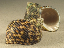 Turbo setosus - Turbinidae