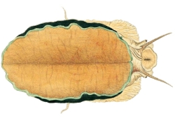 Turbo setosus - Turbinidae