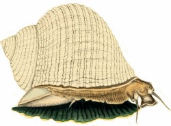 Turbo setosus - Turbinidae