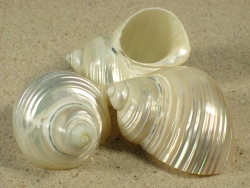 Turbo setosus - Turbinidae