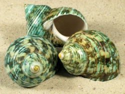 Turbo setosus - Turbinidae