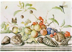 Turbo setosus - Turbinidae