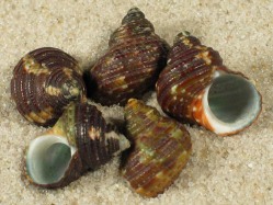 Turbo smithi - Conidae