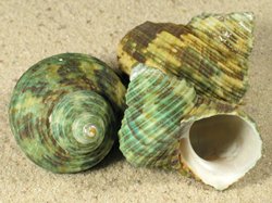 Turbo sparverius - Turbinidae