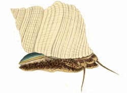 Turbo sparverius - Turbinidae