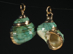 Turbo sparverius - Turbinidae