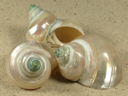 Turbo sparverius - Turbinidae