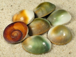 Turbo sparverius - Turbinidae