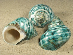 Turbo sparverius - Turbinidae