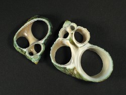 Turbo sparverius - Turbinidae