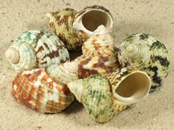 Turbo stenogyrus - Turbinidae