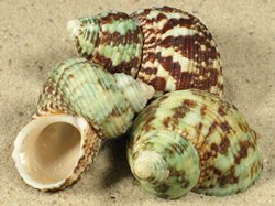 Turbo stenogyrus - Turbinidae