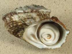 Lunella torquata - Turbinidae