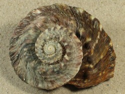 Lunella torquata - Turbinidae