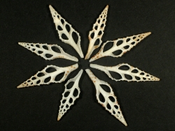 Turris babylonia - Turridae