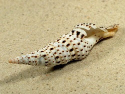 Turris babylonia - Turridae