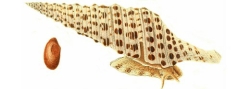 Turris babylonia - Turridae