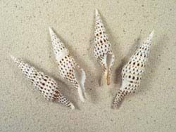 Turris babylonia - Turridae