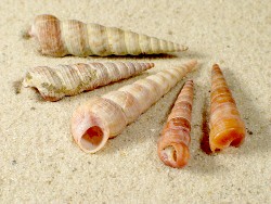 Turritella communis - Turritellidae