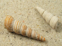 Turritella communis - Turritellidae