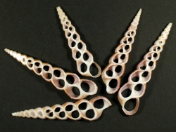 Turritella duplicata - Turritellidae