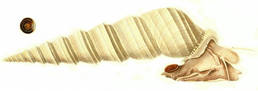 Turritella duplicata - Turritellidae