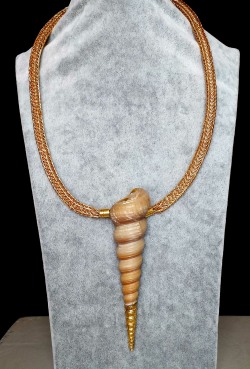 Turritella terebra - Turritellidae