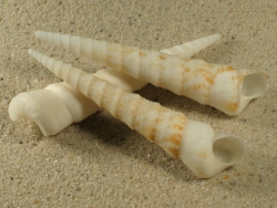 Turritella leucostoma - Turritellidae