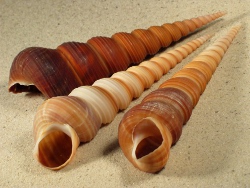 Turritella terebra - Turritellidae