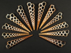 Turritella terebra - Turritellidae