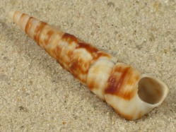 Turritella turbona - Turritellidae