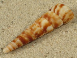 Turritella turbona - Turritellidae