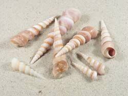 Turritella duplicata - Turritellidae