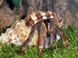 Tutufa rubeta - Bursidae