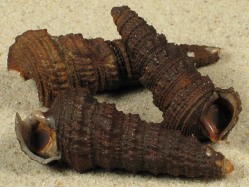 Tympanotonos fuscatus - Potamididae