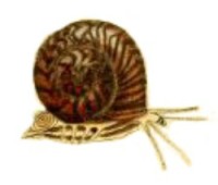 Umbonium vestiarium - Trochidae