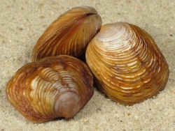 Ungulina rubra - Ungulinidae