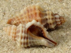 Urosalpinx tampaensis - Muricidae