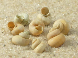 Valvata piscinalis - Valvatidae