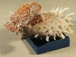 Spondylus variegatus - Spondylidae