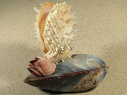 Spondylus variegatus - Spondylidae