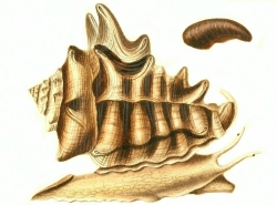 Vasum turbinellus - Turbinellidae