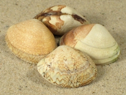 Polititapes aureus - Veneridae